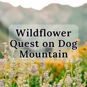 Wildflower Quest on Dog Mountain