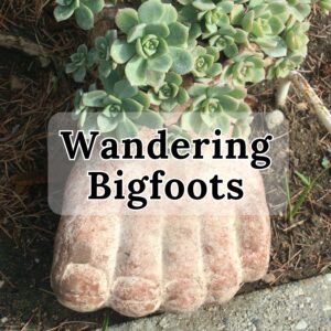 Wandering Bigfoots